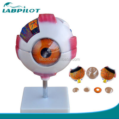 Anatomical Human Giant Eye Model Detailed Anatomy Structures for Medical Science