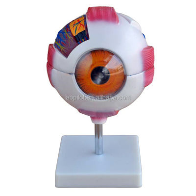 Anatomical Human Giant Eye Model Detailed Anatomy Structures for Medical Science