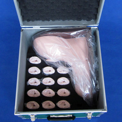 Medical Education Ear Examination Model Realistic Human Simulation with 14-pc Set