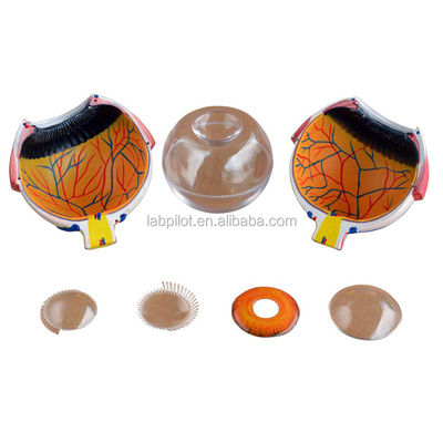 Anatomical Human Giant Eye Model Detailed Anatomy Structures for Medical Science
