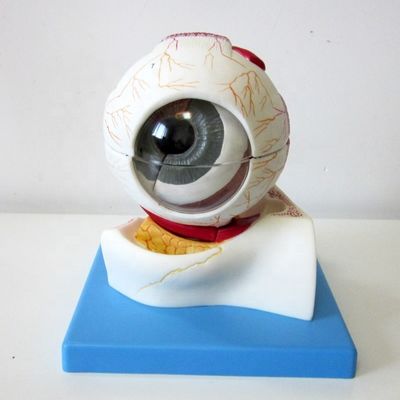 Educational Eyeball Model Enlarged Anatomical Eye Structure for Hospitals and Educational