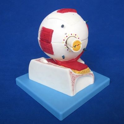 Educational Eyeball Model Enlarged Anatomical Eye Structure for Hospitals and Educational