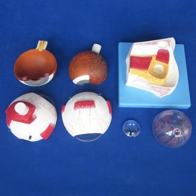 Educational Eyeball Model Enlarged Anatomical Eye Structure for Hospitals and Educational