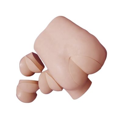 Advanced DRE Nursing Training Simulator Clinical Skills Model for Rectal Touch Examination