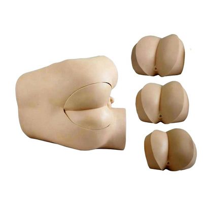 Rectal Examination Skills Training Model with Advanced PVC Construction and Components