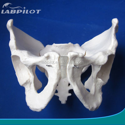 Long and Narrow Male Pelvis Model for Hospitals Human Life Size Pelvic Bone Model