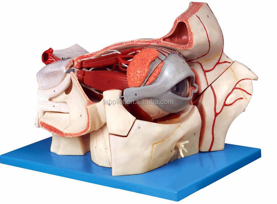 Ophthalmological Anatomical Models Eyeball Model and Orbit with Deluxe 9-part Eye Model