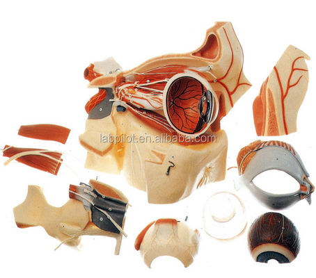 Ophthalmological Anatomical Models Eyeball Model and Orbit with Deluxe 9-part Eye Model