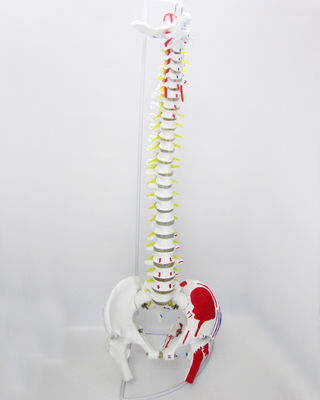 Human Life Size Spine Model with Pelvis and Muscles Advanced PVC Musculoskeletal Model