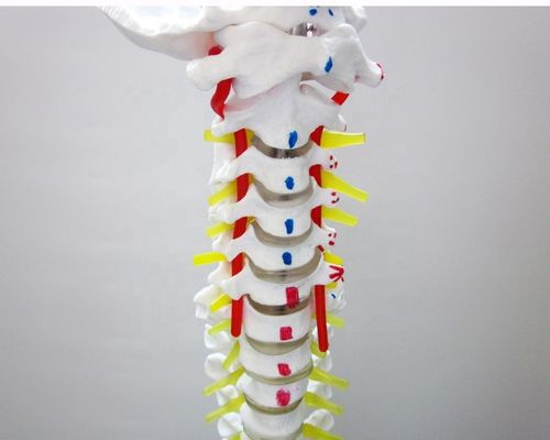 Human Life Size Spine Model with Pelvis and Muscles Advanced PVC Musculoskeletal Model