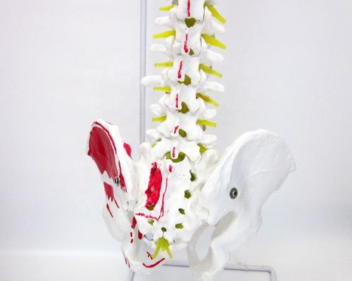 Human Life Size Spine Model with Pelvis and Muscles Advanced PVC Musculoskeletal Model