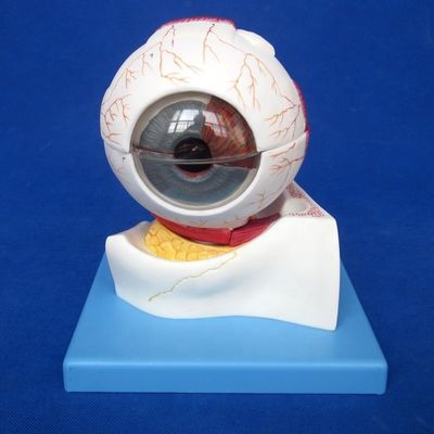 Human Life Size Deluxe 7-part Anatomical Eyeball Model for Ophthalmological Categories