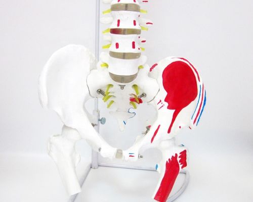 Human Life Size Spine Model with Pelvis and Muscles Advanced PVC Musculoskeletal Model