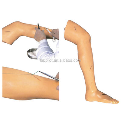 Medical Surgery Training Model Vivid Leg Model for Surgical Instrument Demonstration