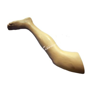 Medical Surgery Training Model Vivid Leg Model for Surgical Instrument Demonstration
