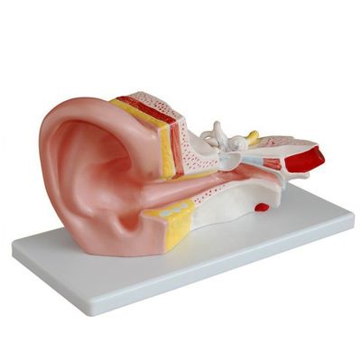 Middle Ear Model for Otology Anatomical Models Detailed Human Anatomy Representation