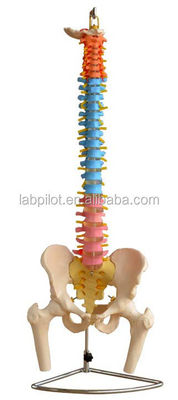 Colored Spine Model with Pelvic Cervical Lumbar and Thoracic Vertebrae Hospitals' Must-Have
