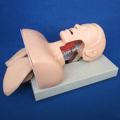 Trachea Intubation Practice Human Life Size Oral and Nasal Intubation Training Model