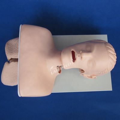 Trachea Intubation Practice Human Life Size Oral and Nasal Intubation Training Model
