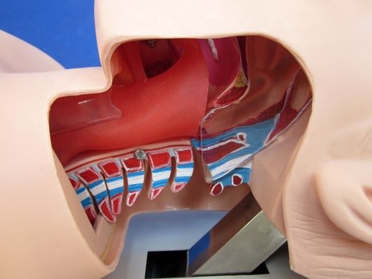 Trachea Intubation Practice Human Life Size Oral and Nasal Intubation Training Model