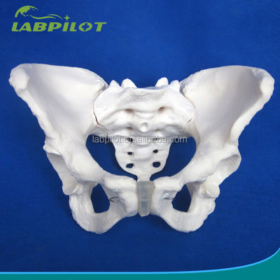 Advanced PVC Vivid Hip Bone Model for Teaching Female Pelvis Model within Clinics