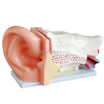 Human Life Size Ear Model Anatomical Demonstration of Ear Structure for Exhibitions