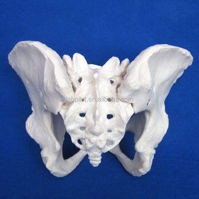 Advanced PVC Vivid Hip Bone Model for Teaching Female Pelvis Model within Clinics