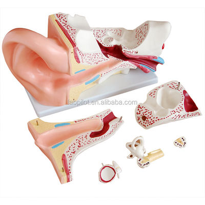 Human Life Size Ear Model Anatomical Demonstration of Ear Structure for Exhibitions