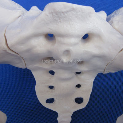 Advanced PVC Vivid Hip Bone Model for Teaching Female Pelvis Model within Clinics