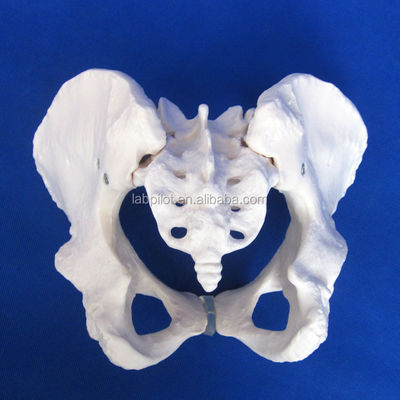 Advanced PVC Vivid Hip Bone Model for Teaching Female Pelvis Model within Clinics