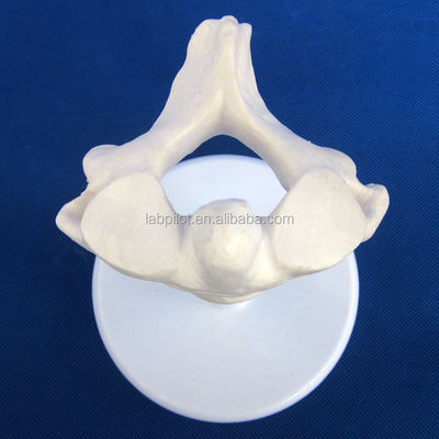 Vivid Vertebra Models for Medical Science Atlas Axis Cervical Thoracic and Lumbar