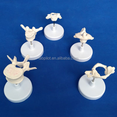 Vivid Vertebra Models for Medical Science Atlas Axis Cervical Thoracic and Lumbar