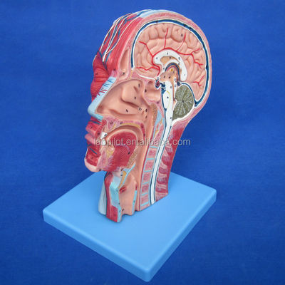 Detailed Anatomy Structures in Half Head Model for Human Head and Neck Anatomical Model