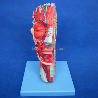 Detailed Anatomy Structures in Half Head Model for Human Head and Neck Anatomical Model