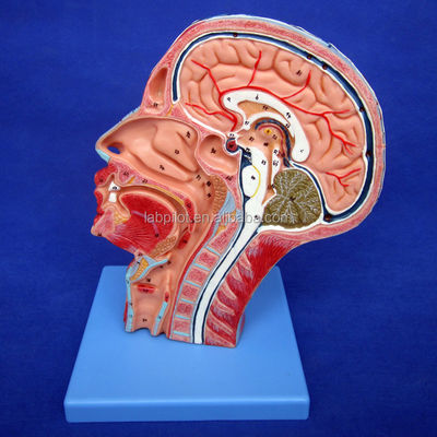 Detailed Anatomy Structures in Half Head Model for Human Head and Neck Anatomical Model