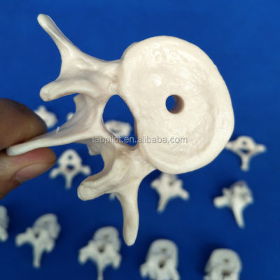 Vivid Vertebra Models for Medical Science Cervical Thoracic Lumbar Sacrum and Coccyx