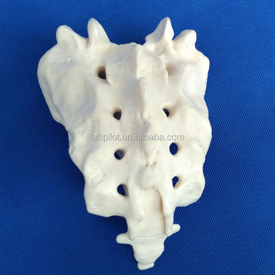 Vivid Vertebra Models for Medical Science Cervical Thoracic Lumbar Sacrum and Coccyx