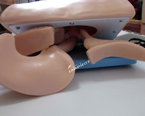 Multi-purpose Human Simulator for Airway Management and Cricoid Puncture in Hospitals