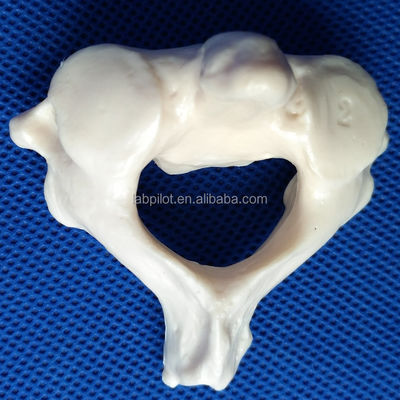 Vivid Vertebra Models for Medical Science Cervical Thoracic Lumbar Sacrum and Coccyx