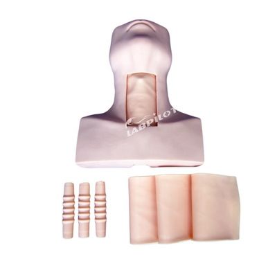 Manikin Anatomy Teaching Tracheostomy Demonstration Model for Medical Science Subject