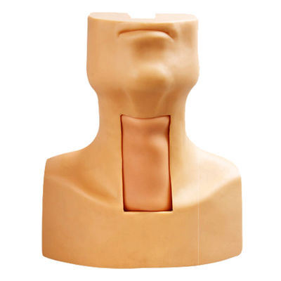 Manikin Anatomy Teaching Tracheostomy Demonstration Model for Medical Science Subject