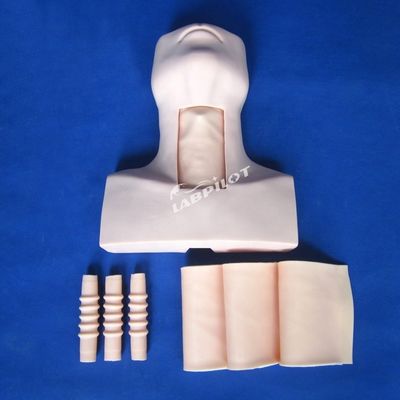 Manikin Anatomy Teaching Tracheostomy Demonstration Model for Medical Science Subject
