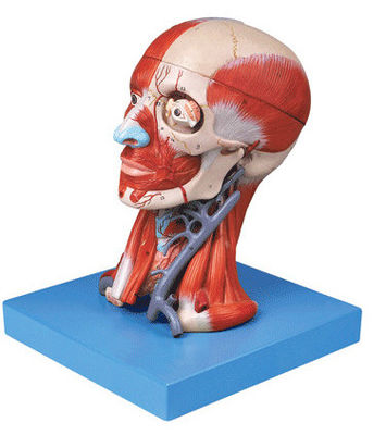 Anatomical Demonstration Human Head with Muscles and Brain Anatomical Torso Model