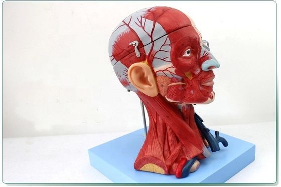 Anatomical Demonstration Human Head with Muscles and Brain Anatomical Torso Model