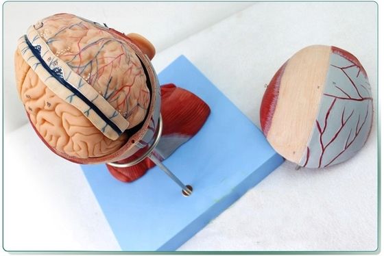 Anatomical Demonstration Human Head with Muscles and Brain Anatomical Torso Model