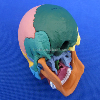 Advanced PVC Colored Skull Model Assembly for Anatomical Demonstration Demonstration