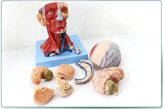 Anatomical Demonstration Human Head with Muscles and Brain Anatomical Torso Model