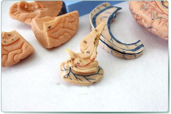 Anatomical Demonstration Human Head with Muscles and Brain Anatomical Torso Model