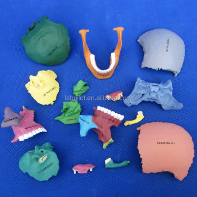 Advanced PVC Colored Skull Model Assembly for Anatomical Demonstration Demonstration