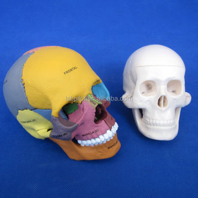 Advanced PVC Colored Skull Model Assembly for Anatomical Demonstration Demonstration